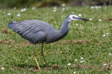 Naklejka premium White faced heron in Australasia