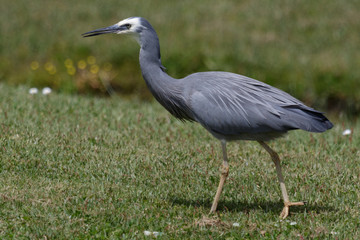 White faced heron in Australasia