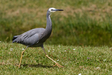 Naklejka premium White faced heron in Australasia