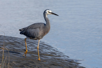 White faced heron in Australasia