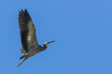 White faced heron in Australasia