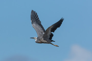 White faced heron in Australasia