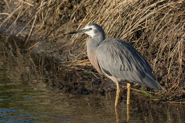 White faced heron in Australasia