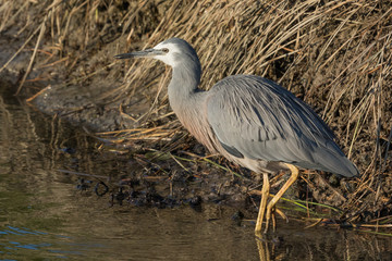 White faced heron in Australasia