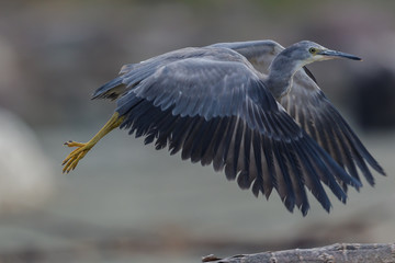 White faced heron in Australasia