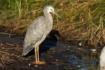 White faced heron in Australasia