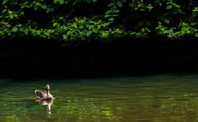 Fototapeta na wymiar Wild goose swam out of the thick shade of trees
