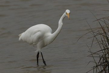 Fototapeta na wymiar White Heron / Great Egret in Australasia