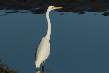 White Heron / Great Egret in Australasia