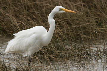 White Heron / Great Egret in Australasia