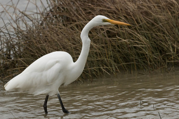 White Heron / Great Egret in Australasia