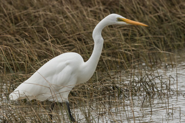 Fototapeta premium White Heron / Great Egret in Australasia