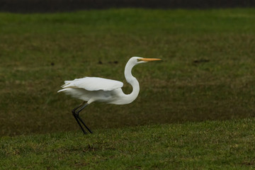 White Heron / Great Egret in Australasia