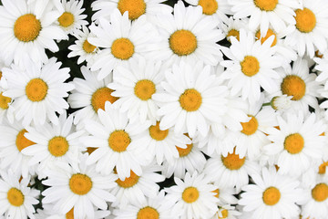 Patch of Daisies bird eye view 
