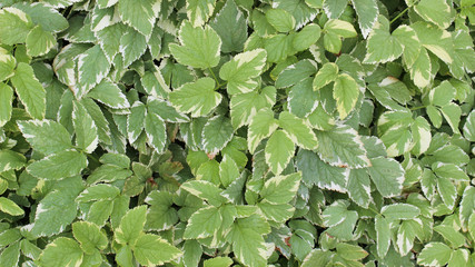 natural leaves birds eye view