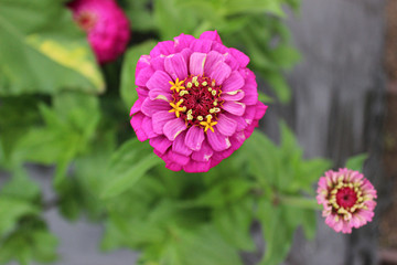 blooming pink and yellow flower