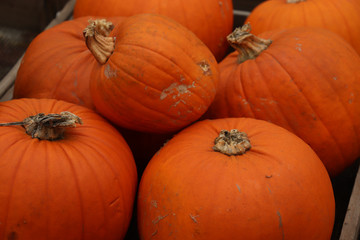 Autumn Decoration pumpkins