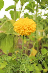 single growing yellow flower