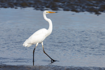 White Heron in Australasia