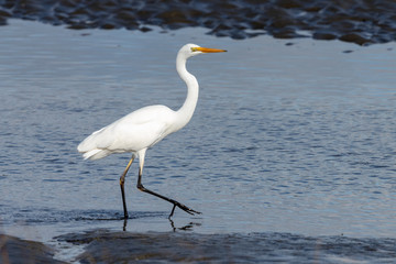 White Heron in Australasia