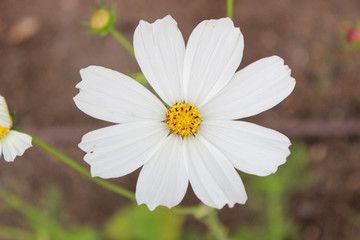 white flower overhead shot