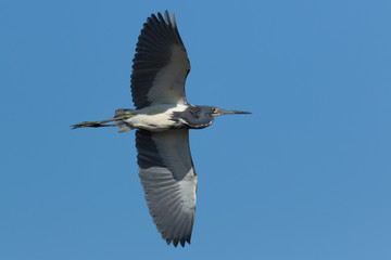 Obraz premium Tri-coloured heron in Texas, USA