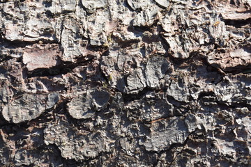 Rinde Borke Coniferen Nadelbaum