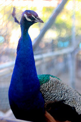 beautiful colorful peacock portrait