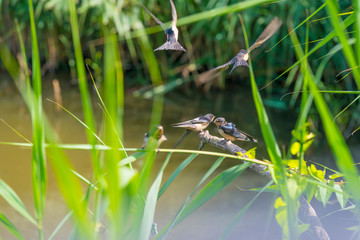 Swallows along the edge of a lake with reed in summer