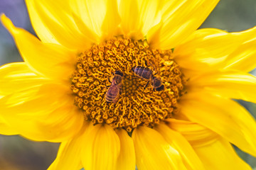 bee on sunflower - closeup