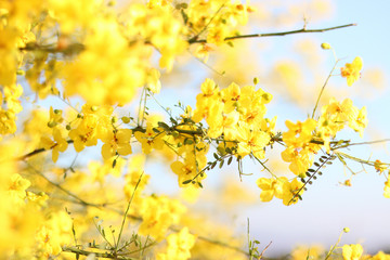 yellow spring  flowers