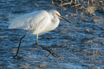 Little egret in Australasia