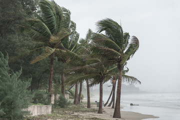the coconut trees on the beach in the storm