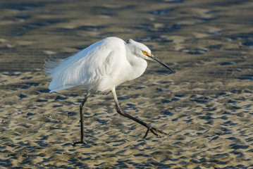 Little egret in Australasia