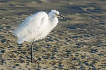 Little egret in Australasia
