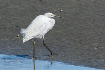 Little Egret in Australasia