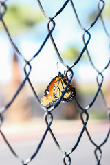monarch butterfly on fence