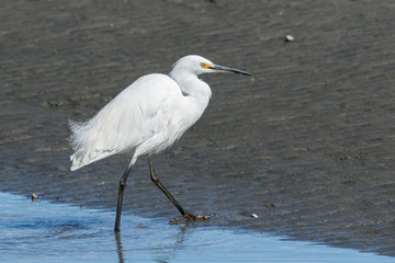 Little Egret in Australasia