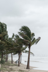 the coconut trees on the beach in the storm