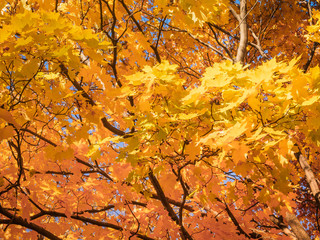 Yellow tops of autumn maple trees with autumn golden leaves against the blue sky in day of fall - autumn background bottom view