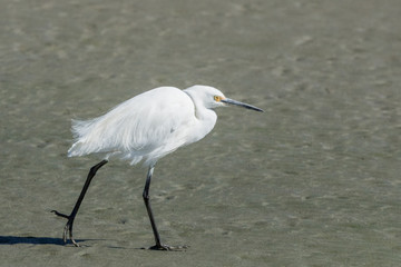 Little Egret in Australasia