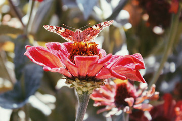 butterfly on red flower