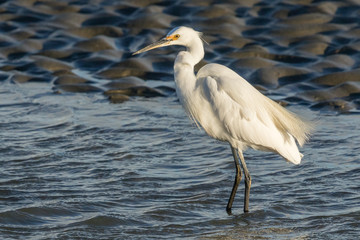 Little Egret in Australasia