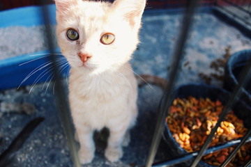 orange kitten in cage