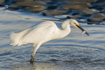 Little Egret in Australasia