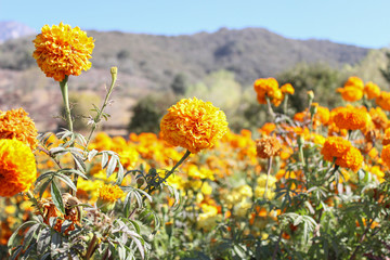orange flowers with mountain