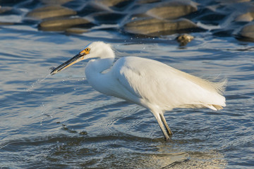Little Egret in Australasia