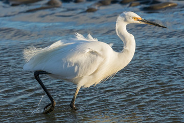 Little Egret in Australasia