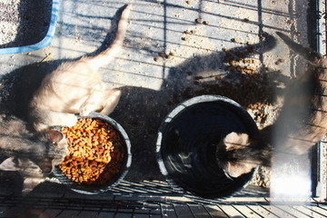 kittens in cage overview