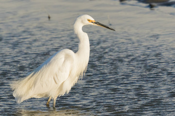 Little Egret in Australasia